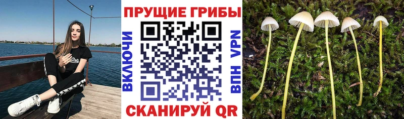 Галлюциногенные грибы прущие грибы  где продают наркотики  Лосино-Петровский 